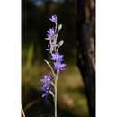 Image of Thelymitra truncata R. S. Rogers