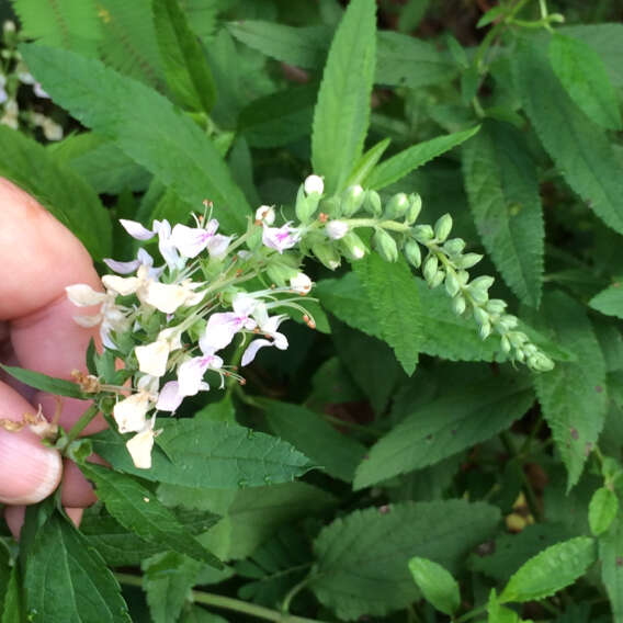 Image of Canada germander