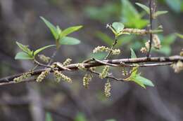 Imagem de Acalypha leptopoda Müll. Arg.