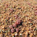 Image of Conophytum rugosum S. Hammer