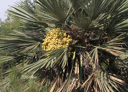 Image of Trithrinax campestris (Burmeist.) Drude & Griseb.