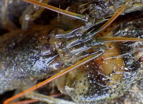 Image of twistclaw pistol shrimp