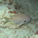 Image de Chromis lubbocki Edwards 1986