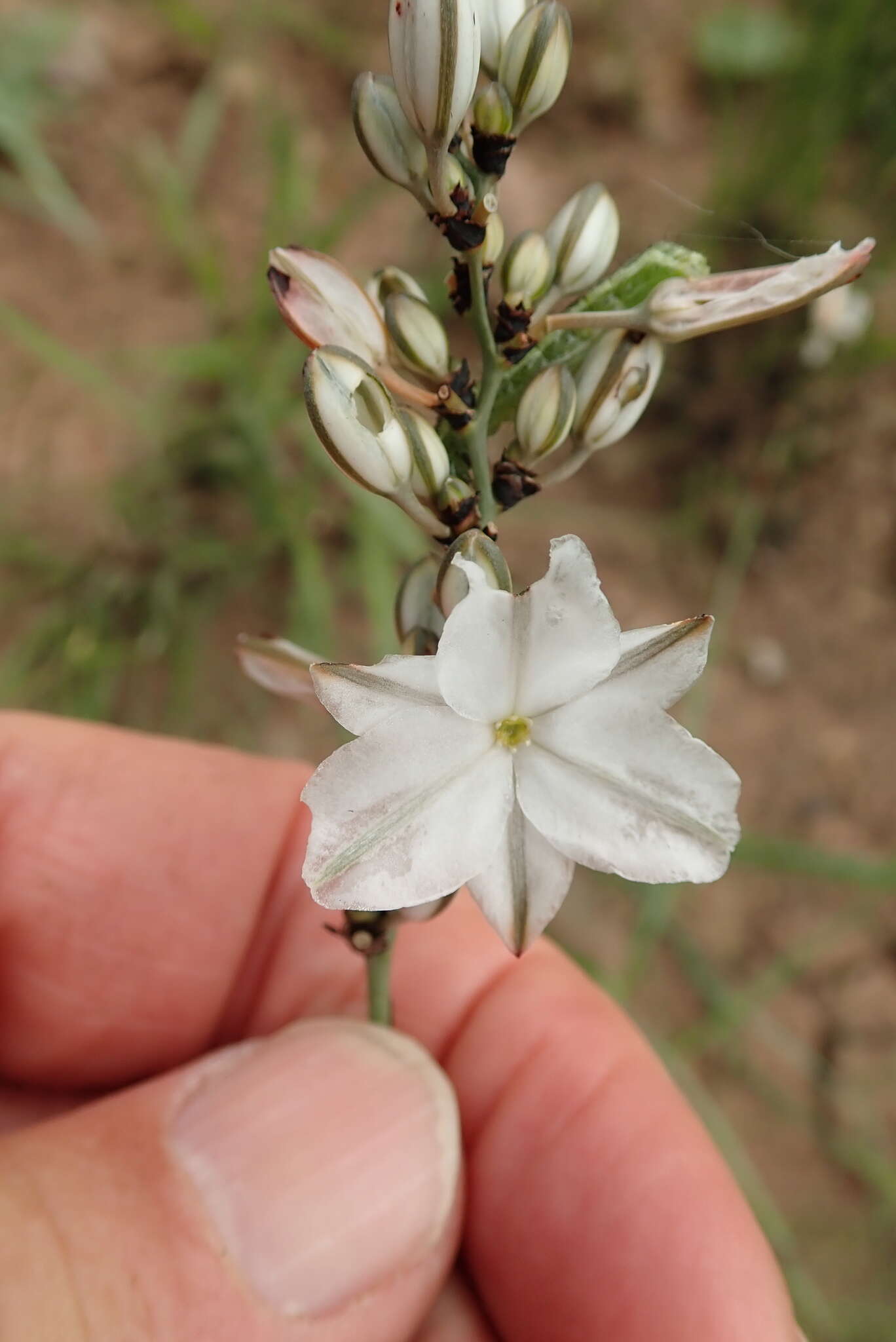 Plancia ëd Chlorophytum angulicaule (Baker) Kativu