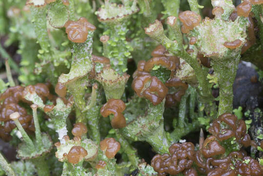 Image of cup lichen