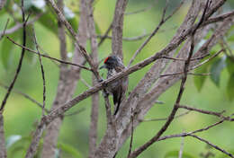 صورة Picumnus albosquamatus d'Orbigny 1840