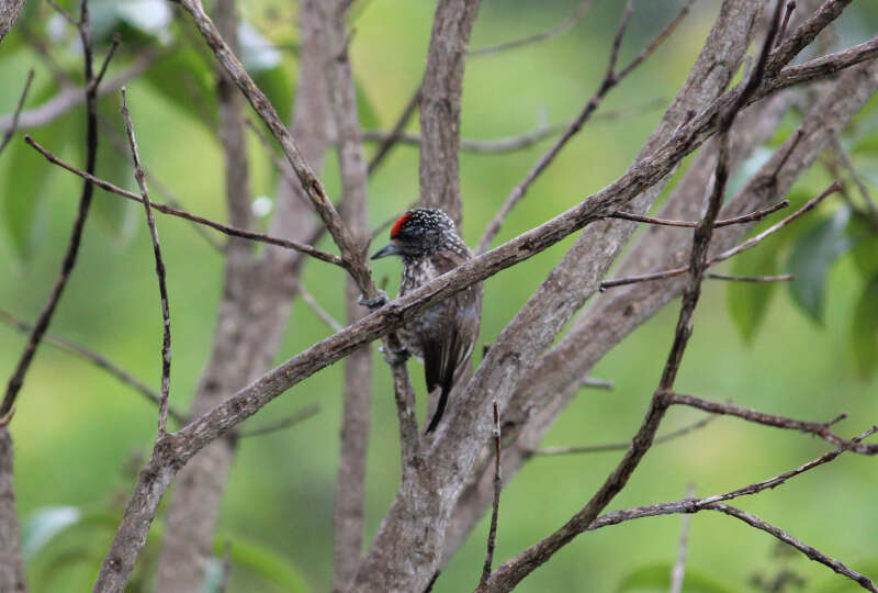 Слика од Picumnus albosquamatus d'Orbigny 1840