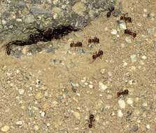 Image de Pogonomyrmex rugosus Emery 1895