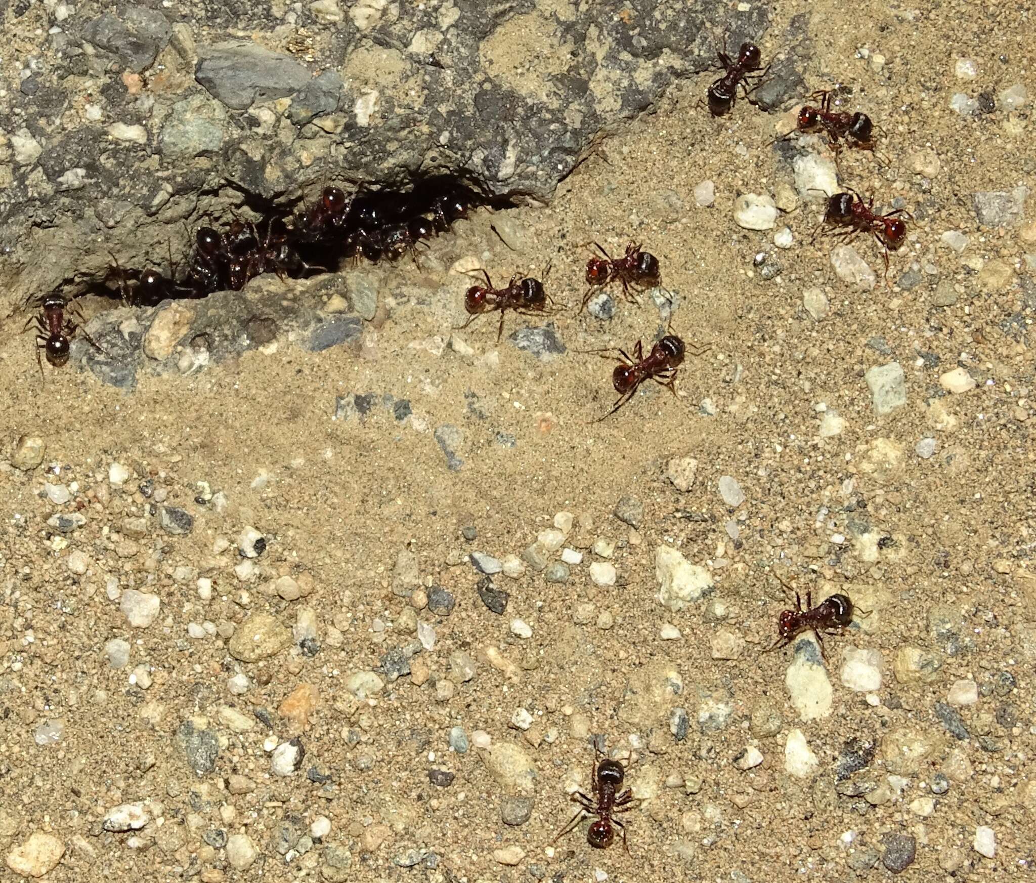 Image of Rough Harvester Ant