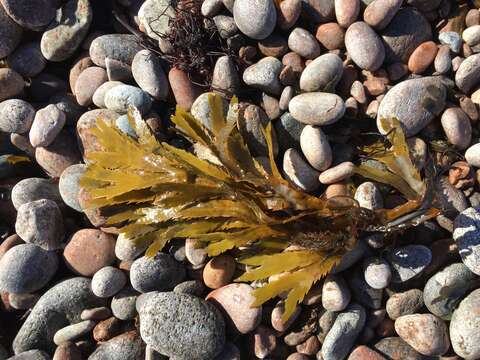 Image of toothed wrack