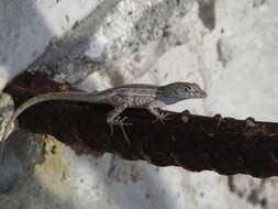 Image of brown anole