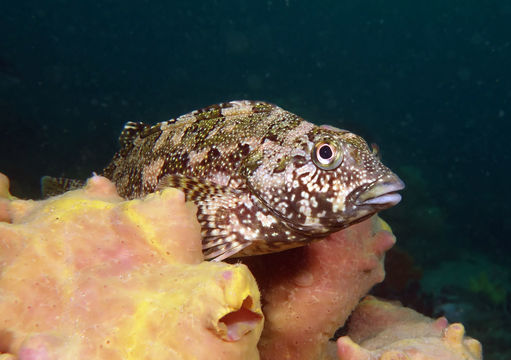 Image of Large kelpfish