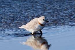 Image of Chestnut-banded Plover