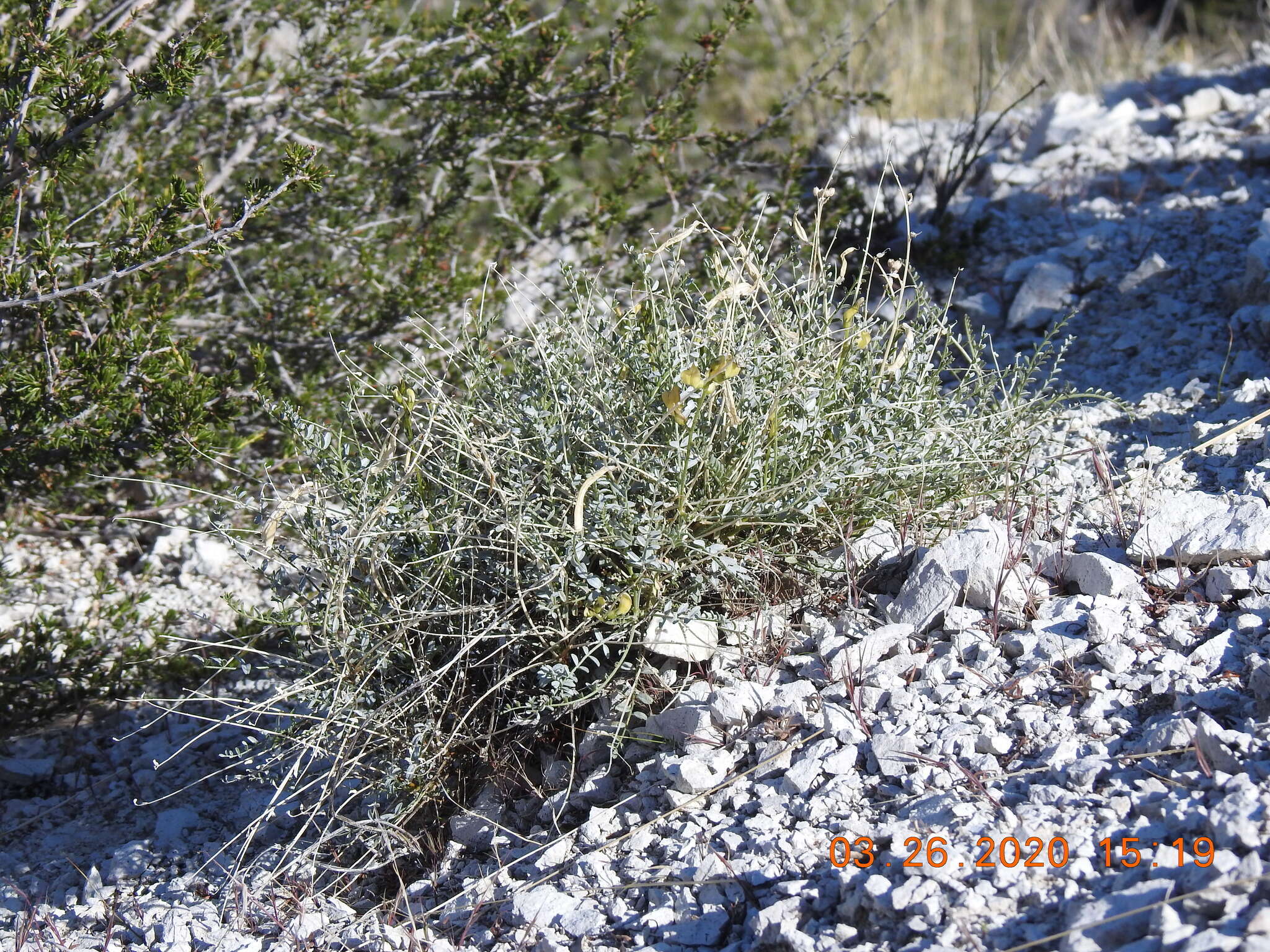 Image of triplerib milkvetch