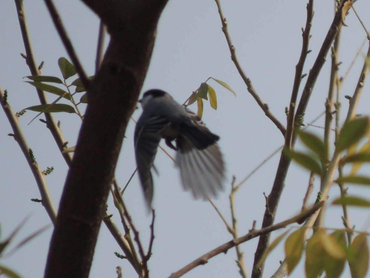 Imagem de Parus cinereus Vieillot 1818