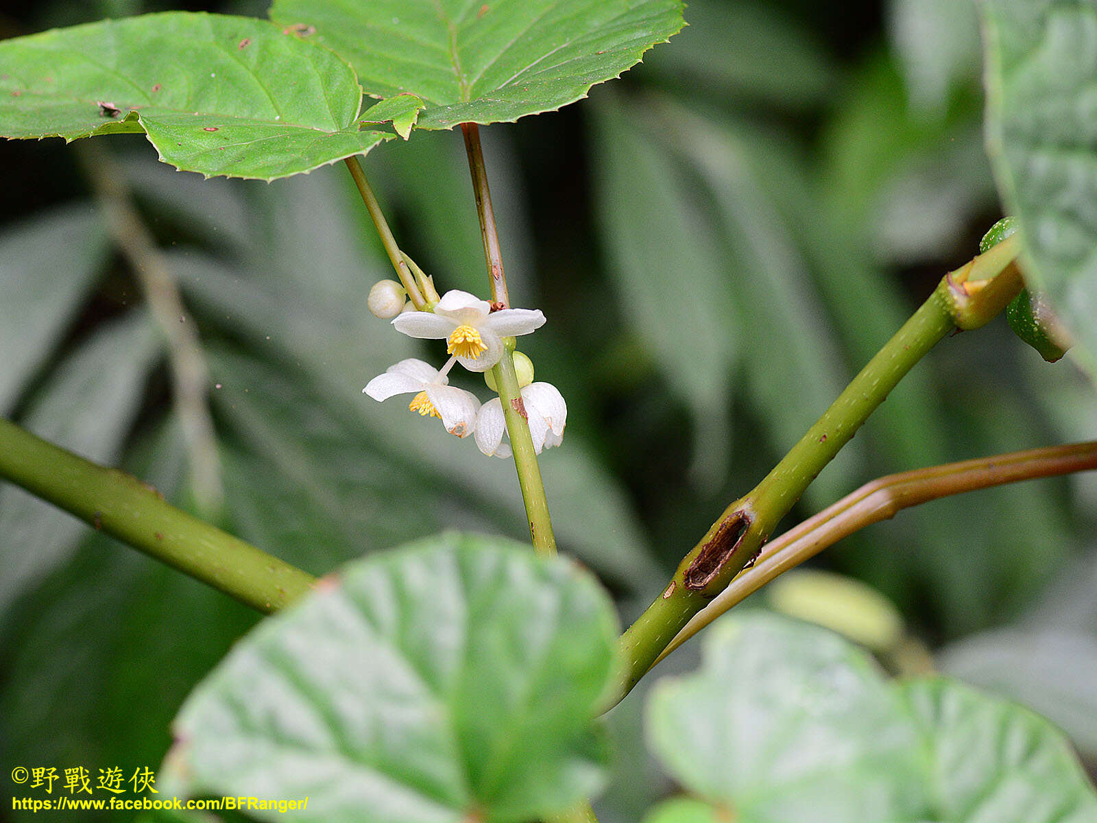 Image of Begonia longifolia Blume