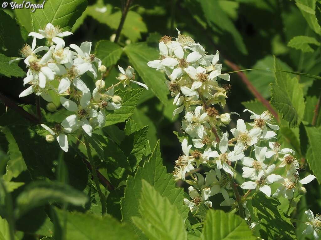 Image of Brambles