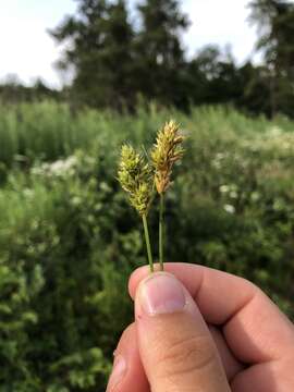 Image of lesser brown sedge