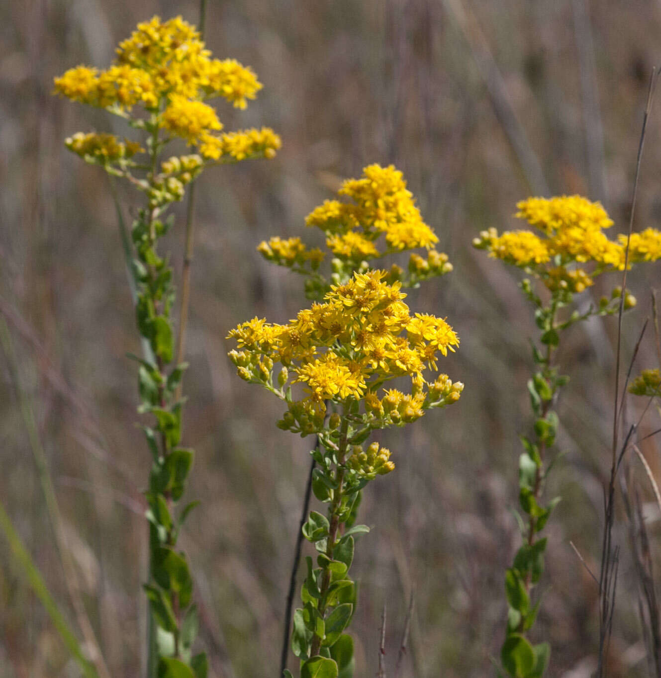 Image of western rough goldenrod