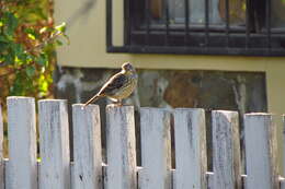 Image of Rufous-tailed Plantcutter