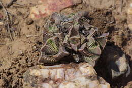 Image of Faucaria tigrina (Haw.) Schwant.