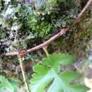 Image of haresfoot fern