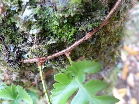 Image de Davallia repens (L. fil.) Kuhn