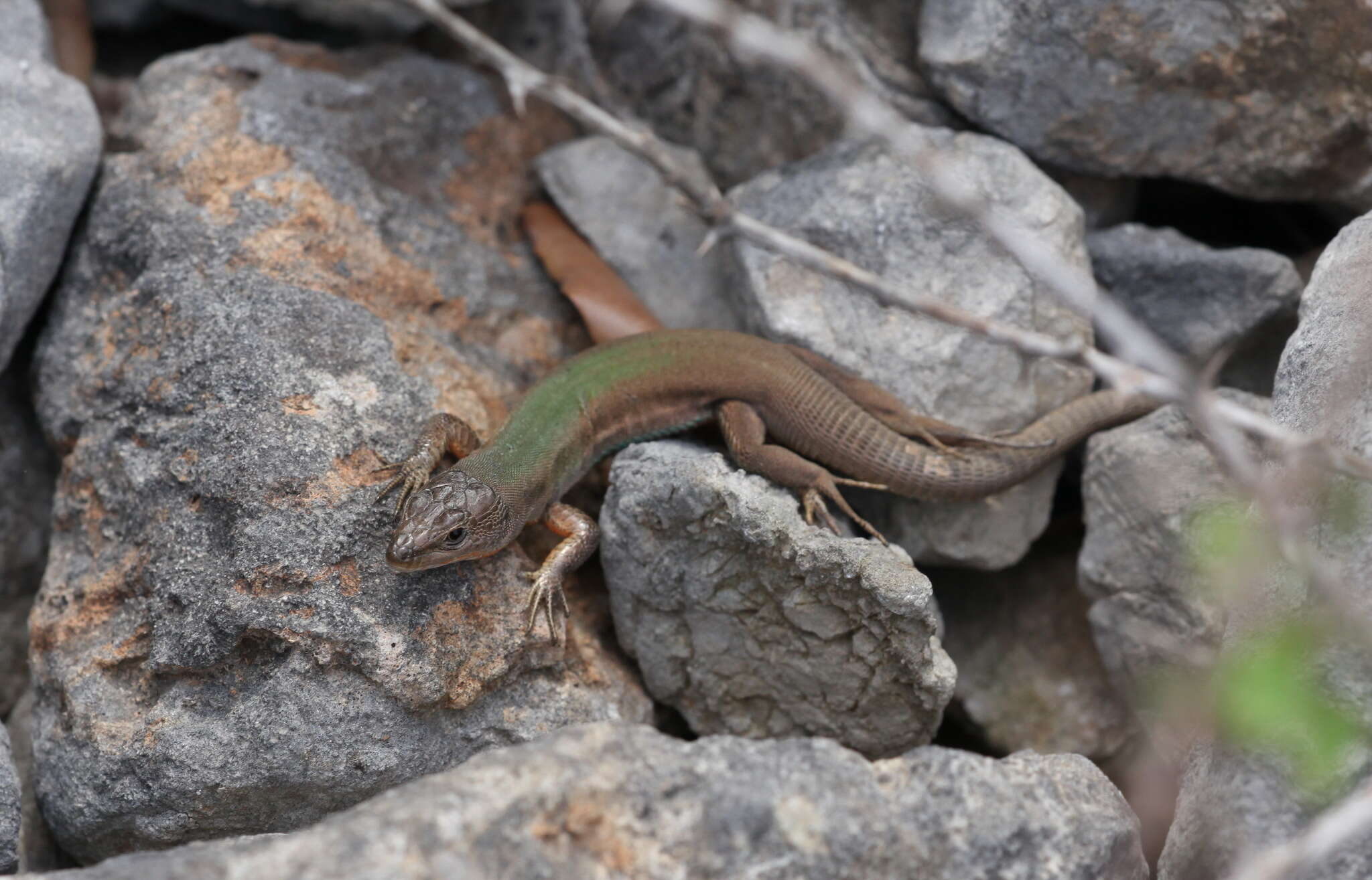 Image of Dalmatian Wall Lizard