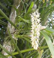 Image of Epidendrum ferrugineum Ruiz & Pav.