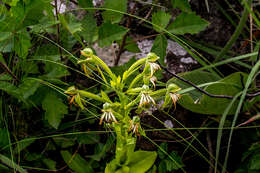 Слика од Bonatea boltonii (Harv.) Bolus