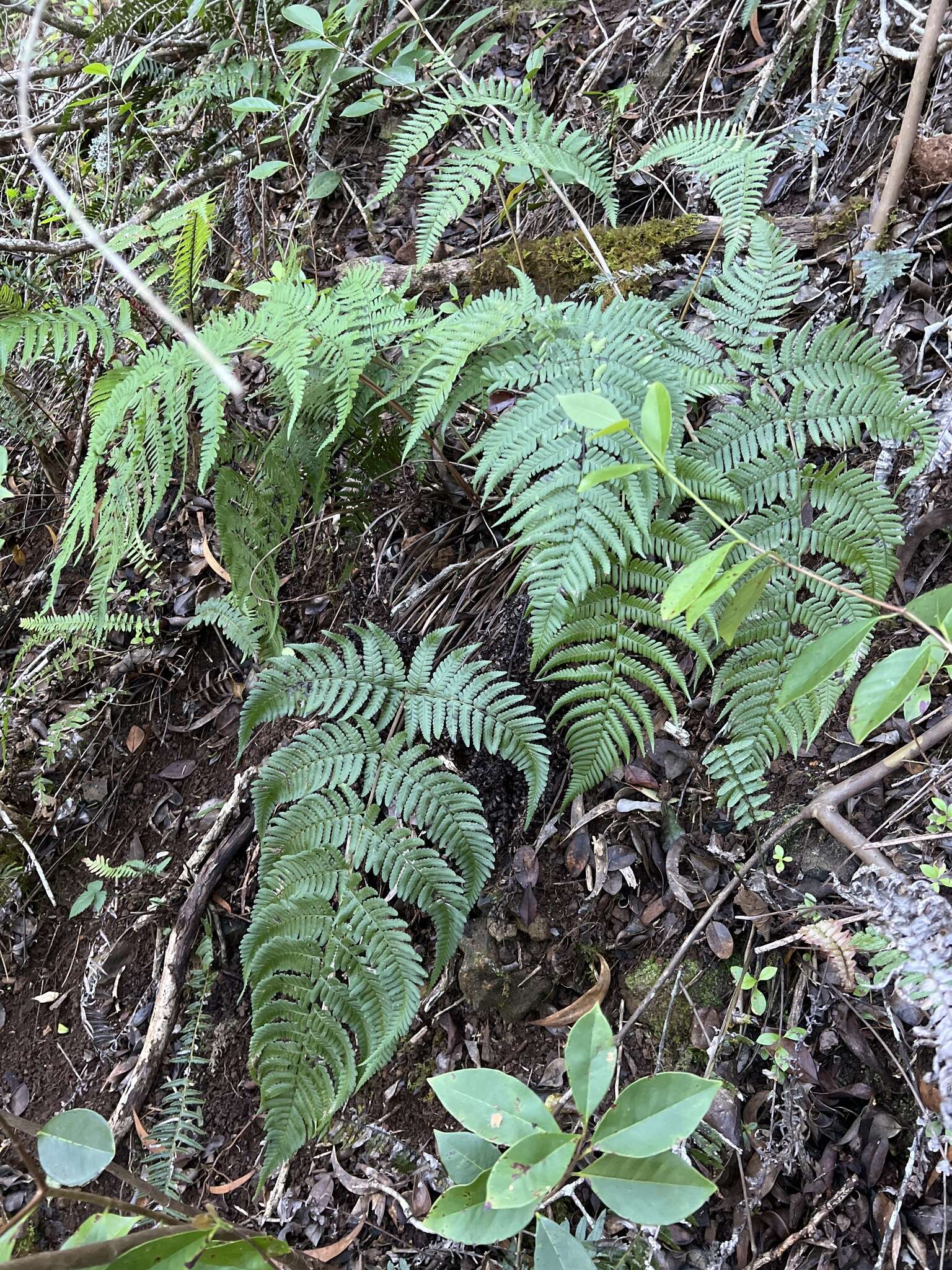 Image of Pacific Wood Fern