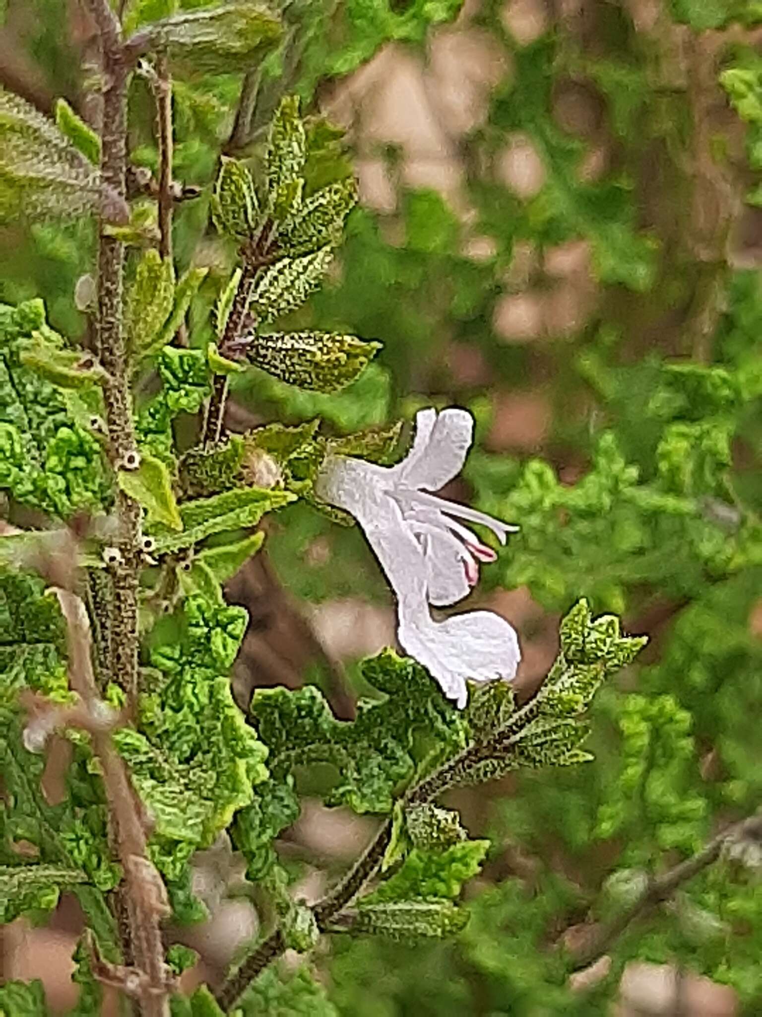 Imagem de Salvia namaensis Schinz