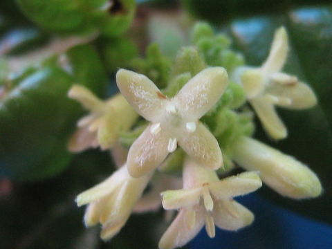 Image of <i>Malanea revolutifolia</i>