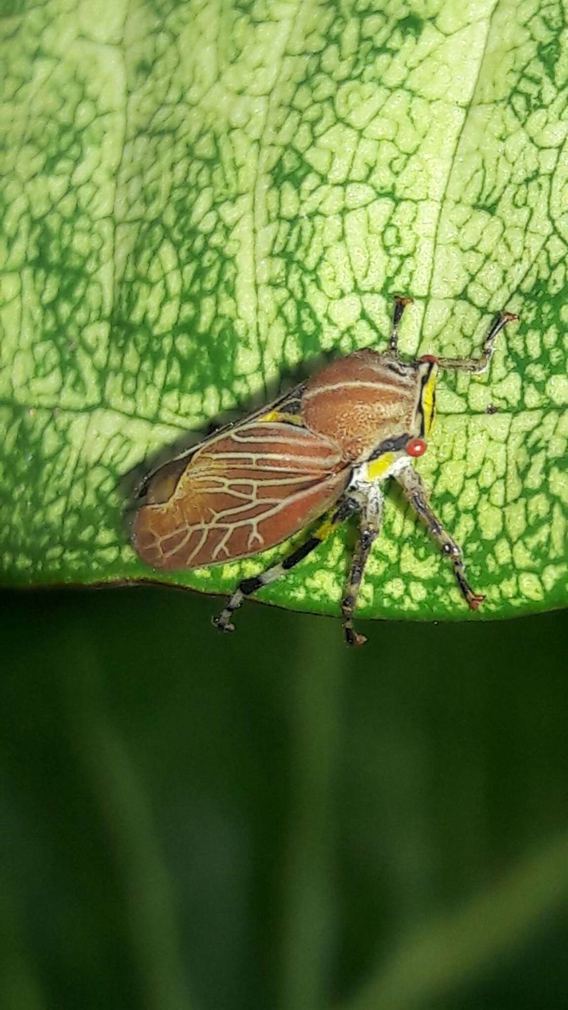 صورة Aetalion reticulatum (Linnaeus 1758)