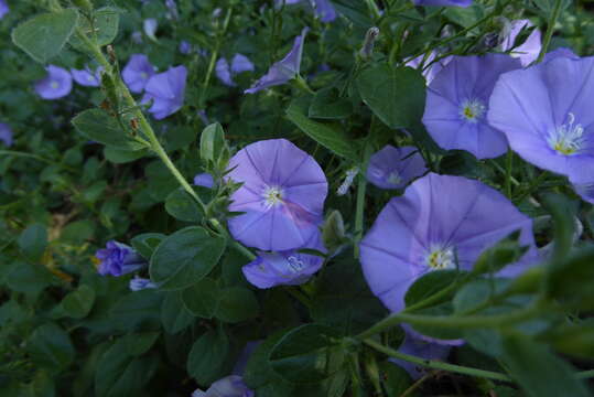 Image of Convolvulus sabatius subsp. mauritanicus (Boiss.) Murb.