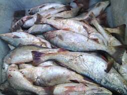 Image of Gulf corvina