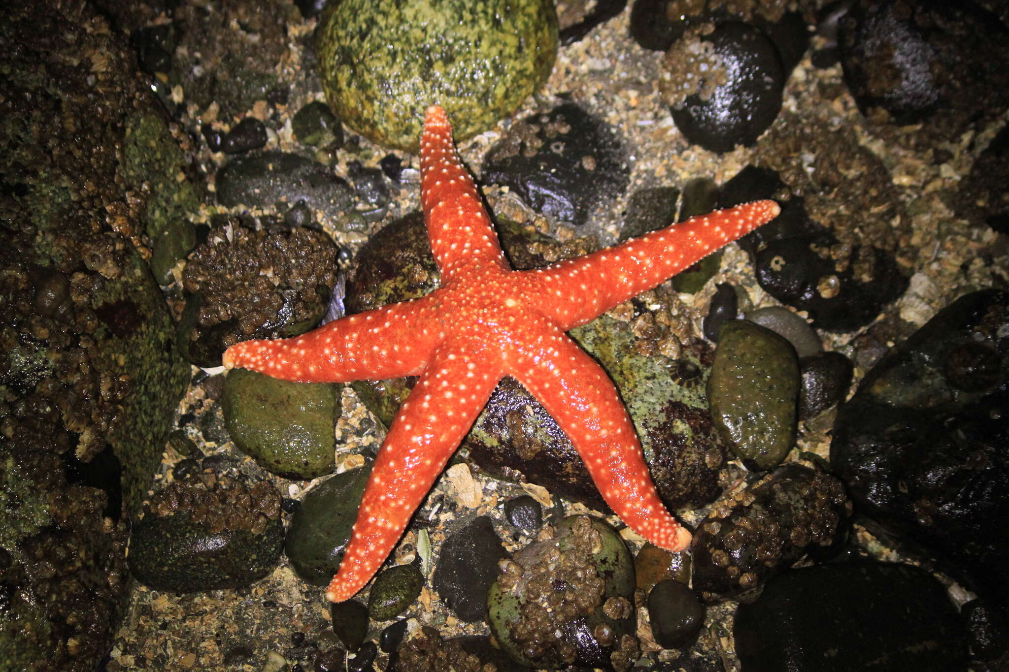 Image of Mottled star