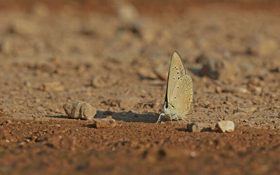 Image of Polyommatus admetus (Esper (1783))