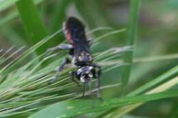 Image de Larra bicolor Fabricius 1804