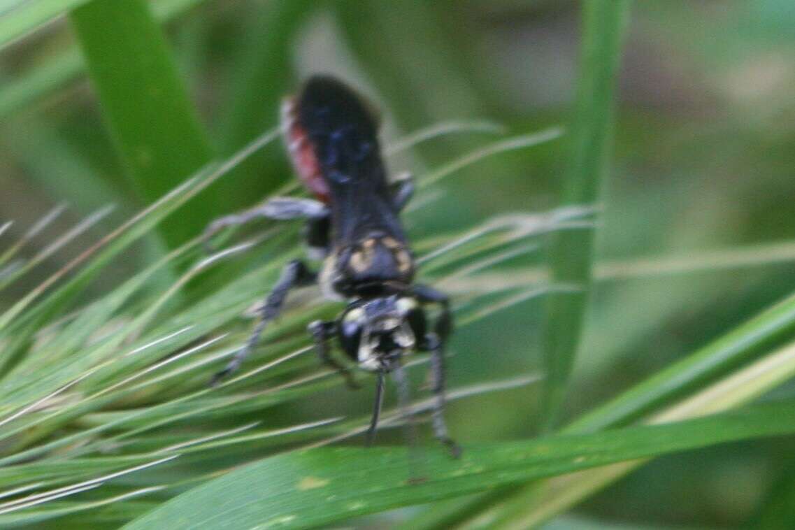 Image de Larra bicolor Fabricius 1804