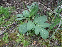 Plancia ëd Magydaris panacifolia (Vahl) Lange