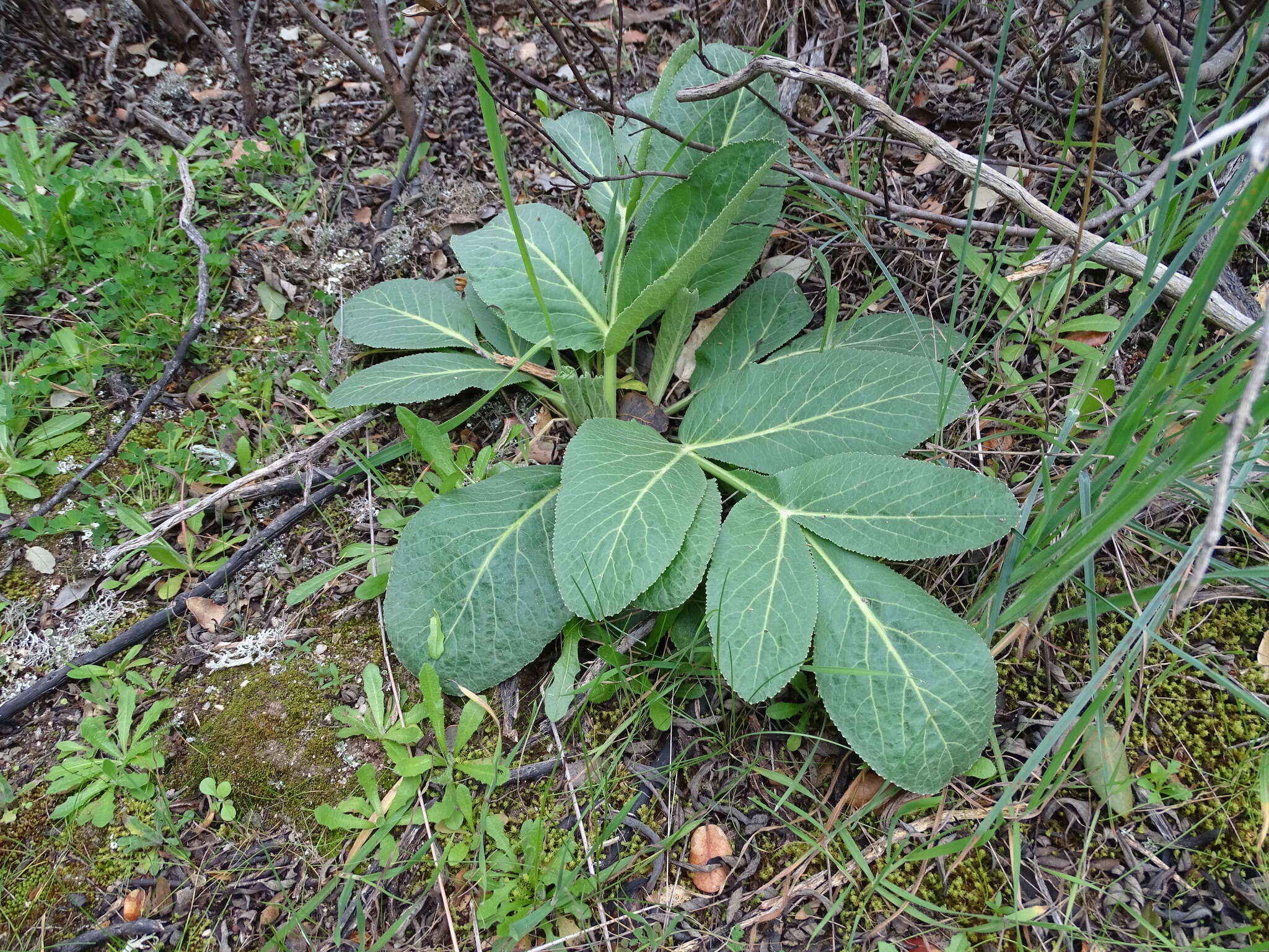 Image of Magydaris panacifolia (Vahl) Lange