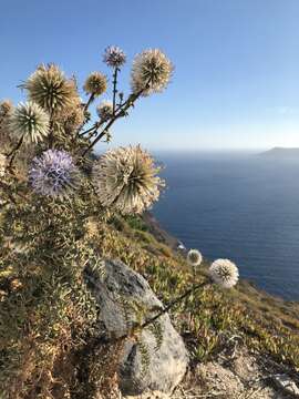 Image of Echinops spinosissimus Turra