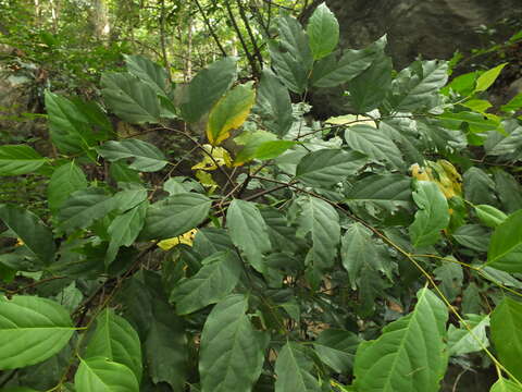 Sivun Diospyros ghatensis B. R. Ramesh & D. De Franceschi kuva