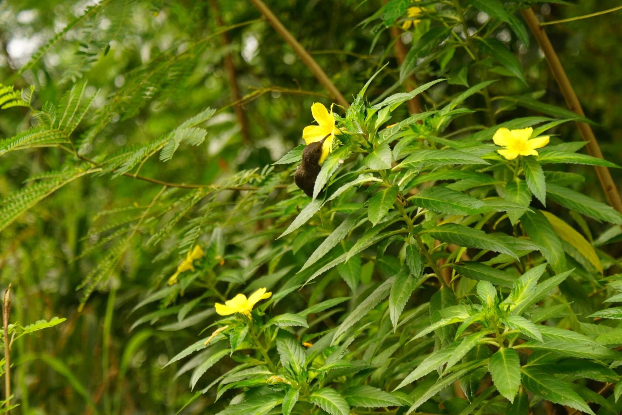 Image of Seychelles Sunbird