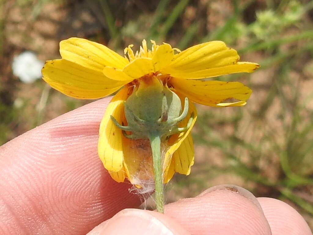 Image de Thelesperma flavodiscum (Shinners) B. L. Turner