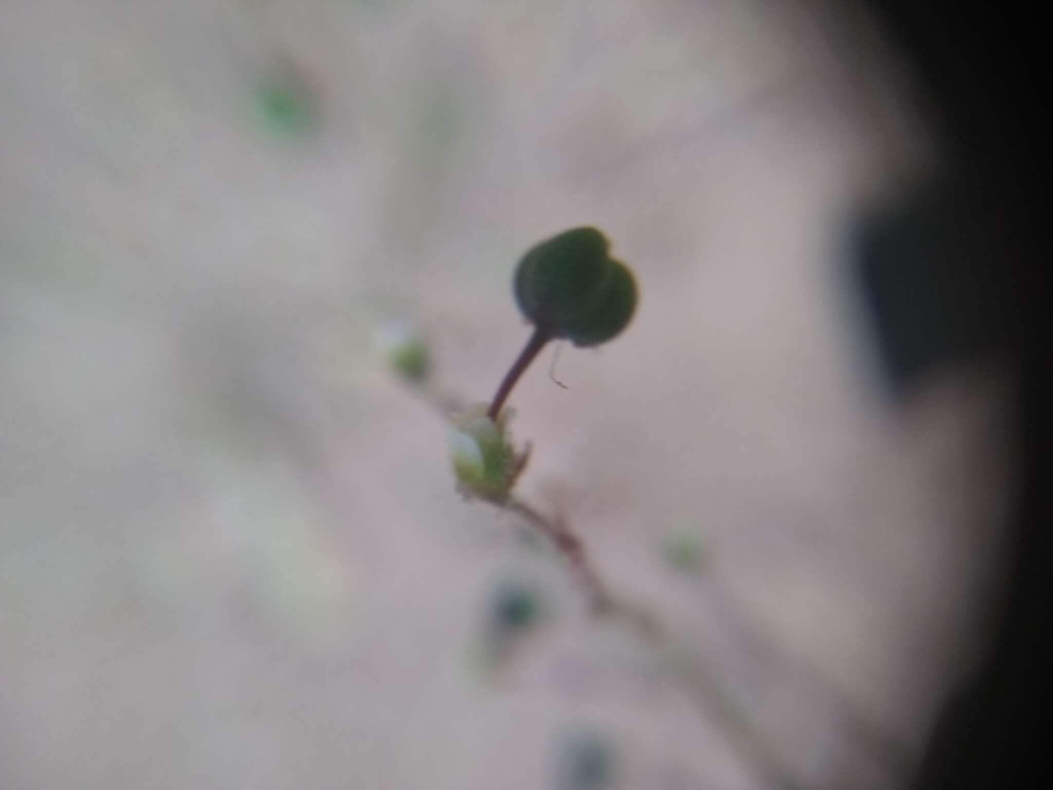 Sivun Euphorbia guatemalensis Standl. & Steyerm. kuva