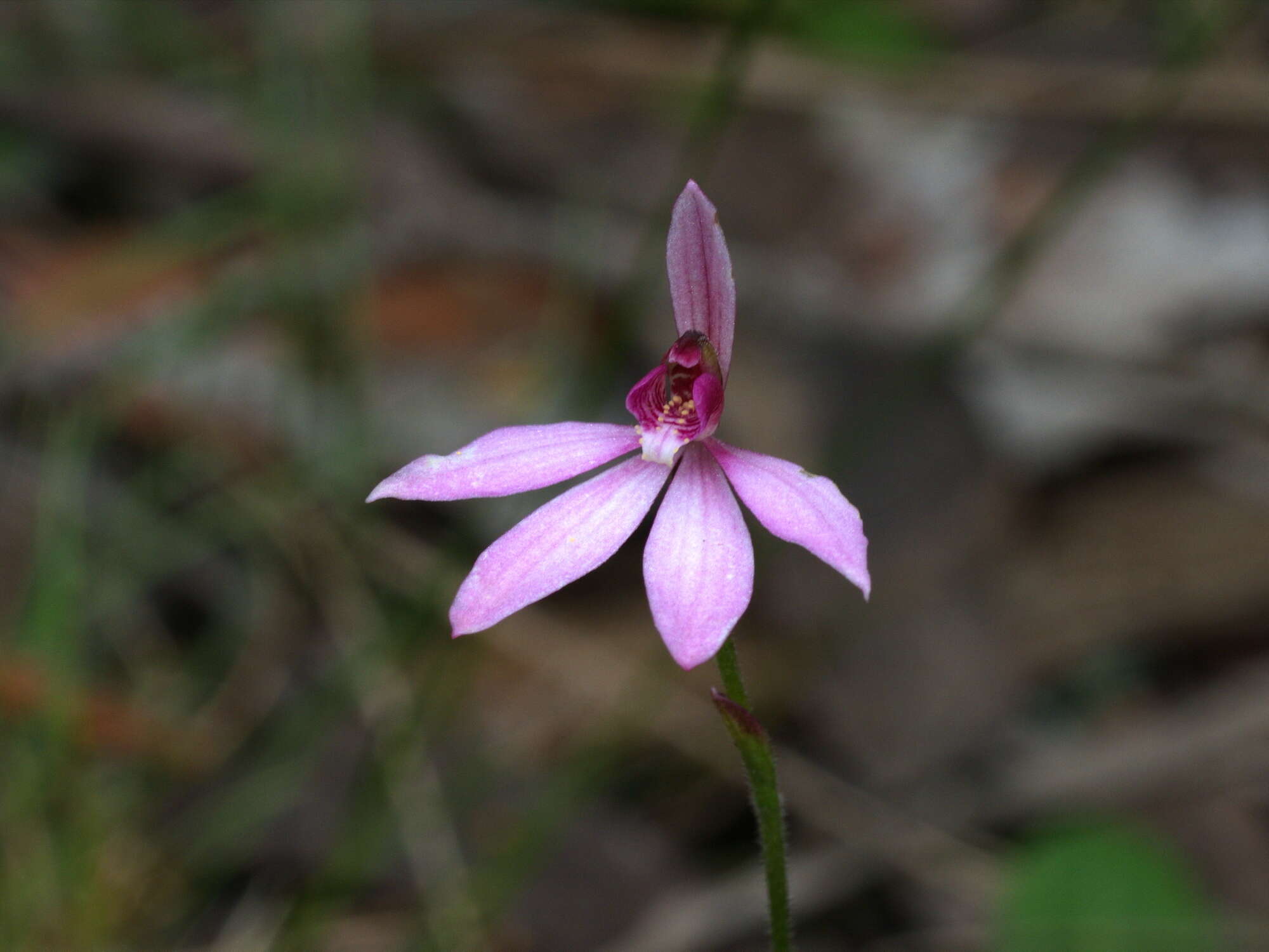 Image of Ornate pink fingers