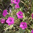 Image of Petunia inflata R. E. Fries