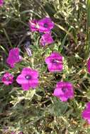 Image of Petunia inflata R. E. Fries